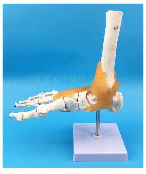脚关节模型 仿真人体踝关节带韧带脚骨标本模型——教学用医用模型深度解析